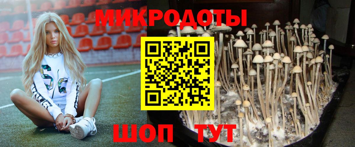 Псилоцибиновые грибы Psilocybine cubensis Кандалакша